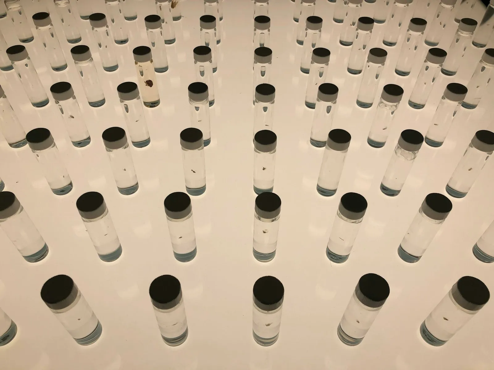 Rows of small clear glass vials in a laboratory setting